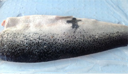 Is this fish a sign from&nbsp;God?