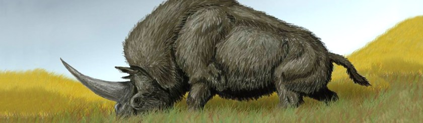 An elasmotherium: Wikipedia