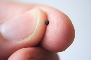 If you had faith the size of a Mulberry tree, you could say to this mustard seed be cast into the sea, and it would obey you. Photo Mustard Seed. There are many varieties of Mustard and seeds vary in size. The seed in Jesus name was probably even smaller than this Mustard seed.