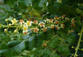 Could frankincense provide a cure for cancer?  Photo A Boswellia tree Wikipedia/Scott Zona 