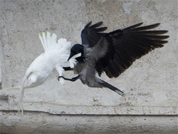 Crow attacks a dove released by the Pope on January 26, 2014 as part of a prayer for peace.