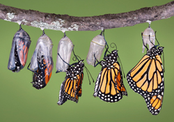 A Christian's metamorphosis takes place as their mind is renewed.