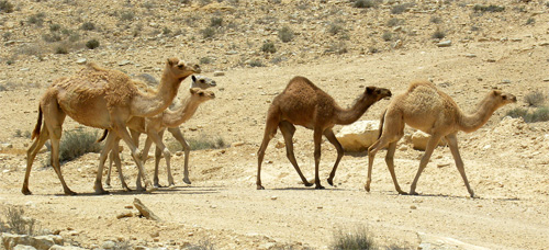 A herd of Dromedary -- , single humped camels -- in Negev, Israel. Photo Wikipedia/wilson44691