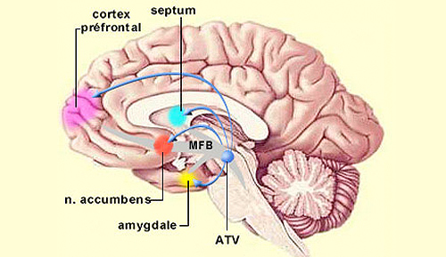 Areas of brain affected by marijuana usage. Image Wikipedia/lecerveau.mcgill.ca