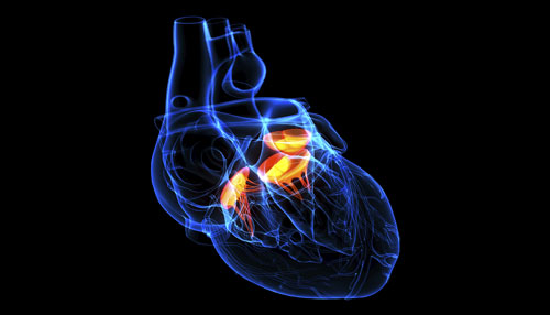 Did God's promise of a new hearts in Ezekiel 36:26, include physical ones as well?