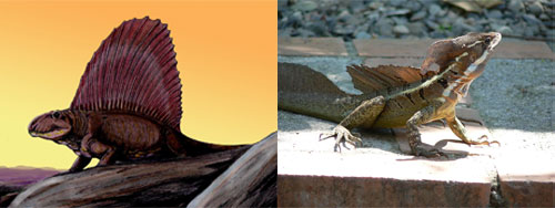Did a Dimetrondon dinosaur turn into a basilisk lizard? Images: Basilisk Wikipedia/The Rambling Man and an artist's rendering of a Dimetrondon Wikipedia/Dmitry Bogdanov