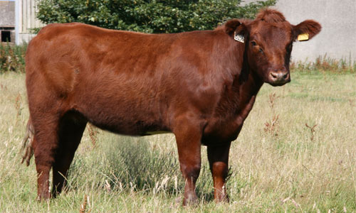 Does the rebuilding of a temple in Jerusalem hinge on a red&nbsp;heifer?