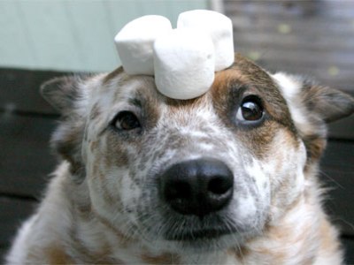 Lecciones de vida de un malvavisco ( dulce de merengue blando&nbsp;)