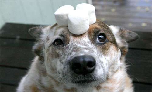 What eating marshmallows tell us about life? Photo Foter/Flicker/image415