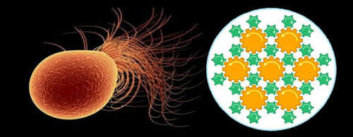 The MO-1 bacteria with its advanced gear box. The yellow color designates the main flagella. Image God Alive