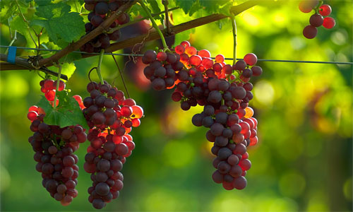 Photo Flickr / Thomas Totz