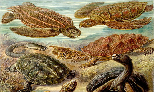 Science, faith and turtles