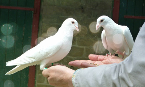 Do you have God’s peace or the world’s&nbsp;peace?