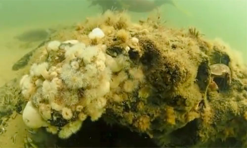 What is a massive oak forest doing at the bottom of the North&nbsp;Sea?