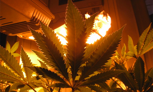 Marijuana plants Photo: Minichini/foter/CC BY-NC-SA