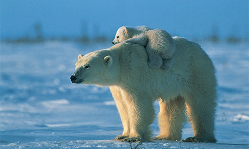 The Polar Bear&nbsp;games