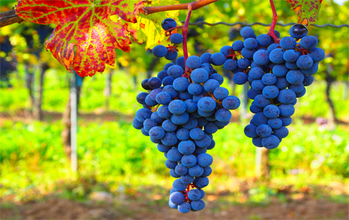 Grapes of welfare Photo: Roberto Vertzo/Foter/CC BY