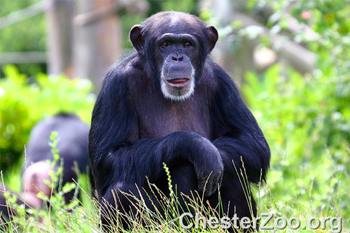 A new species of humans discovered at the zoo? Photo: Chester Zoo/Fote/CC BY-ND
