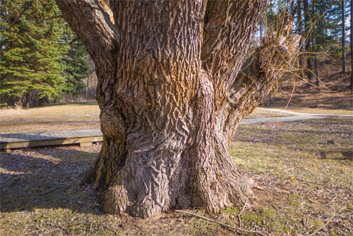 A Cottonwood tree Photo: Ed Suominen/Foter/CC BY-NC