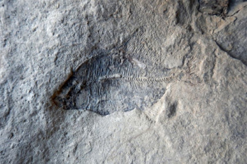 Edgar Nernberg's fossil discovery. Photo: University of Calgary