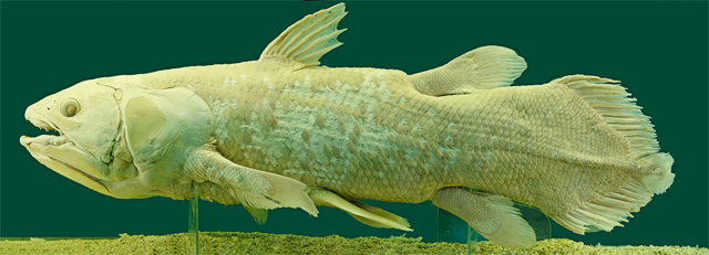 Coelacanth a living dinosaur: Wikipedia/Alberto Fernandez