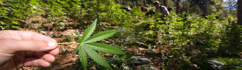 Park Rangers destroying one of 6 Marijuana fields found in North Cascades National Park Complex Photo: Park Ranger/Flickr