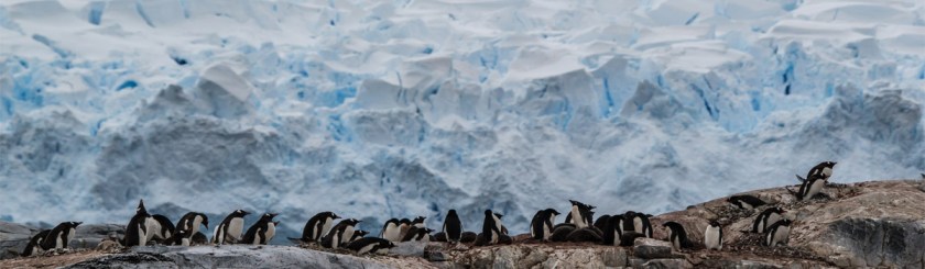 Antarctic penguin colony Photo: Ray Muzyka/Flickr