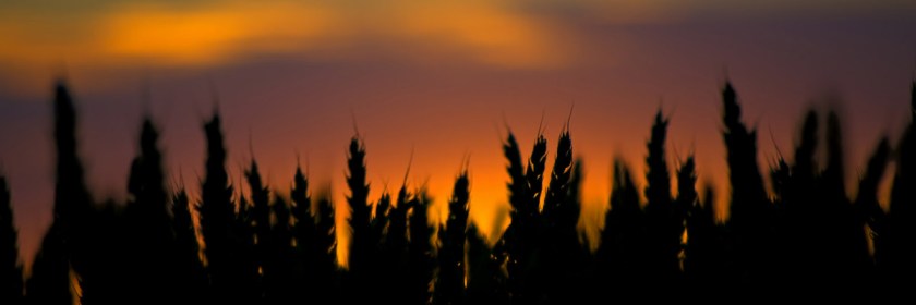 The waiting harvest. Photo: Coloneljohnbritt/Flickr/Creative Commons