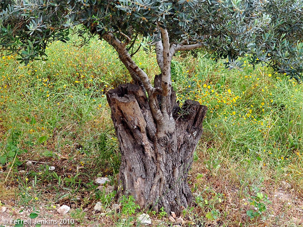 Photo of wild olive branches grafted into the trunk of a tame olive tree in the village of Nazaeth. Photo: ferrelljenkins-wordpress-com