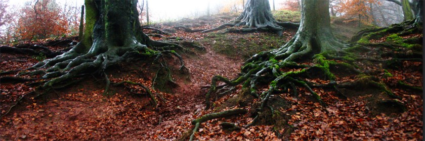 Roots of bitterness Photo: Peter Lewis/Flickr/Creative Commons