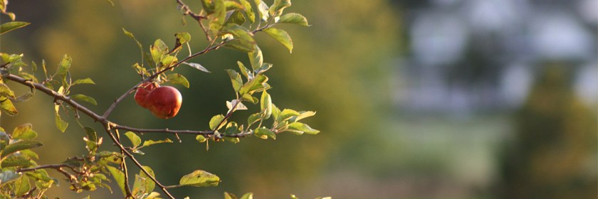 Photo: WELS net/Flickr/Creative Commons