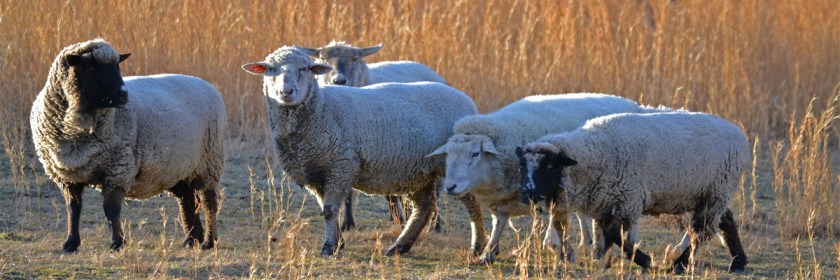 A home in the suburbs for the Liver Fluke. Photo: MTSOfan/Flickr/Creative Commons