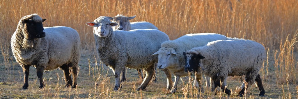 Video: Sheep ignore all the other voices until the real shepherd&nbsp;calls