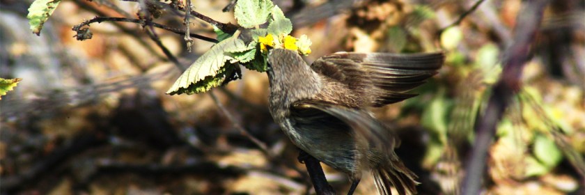 When it isn't eating nuts and berries, this Finch transforms into a vampire. Photo: Vampire Finch/Peter Wilton/Wikipedia