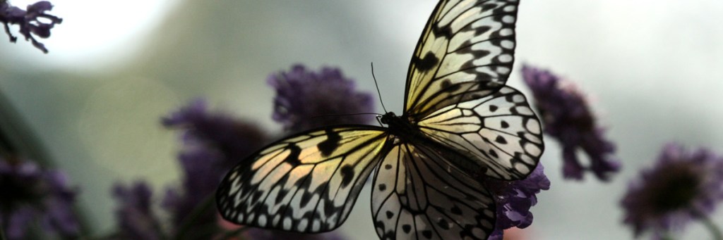 Scientists who dissent on&nbsp;evolution