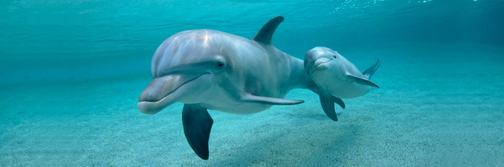 People Who Pet&nbsp;Dolphins