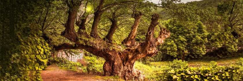What an old Mulberry tree teaches us about faith. Photo: Mulberry tree -- Claude Millau/Flickr/Creative Commons