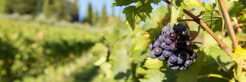 Working in God's vineyard. Credit: Shawn Harquail/Flickr/Creative Commons