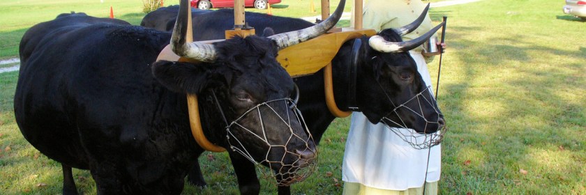 Breaking the yoke of insecurity off your neck. Credit: flintlocker/Flickr/Creative Commons