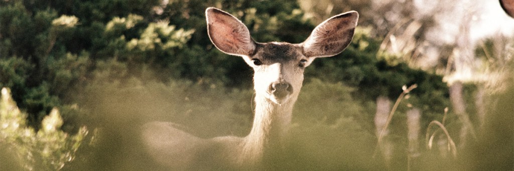 Whose voice are you listening&nbsp;to?