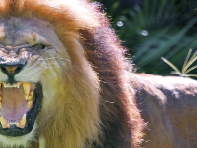 Cuidado con el león&nbsp;rugiente