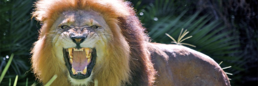 Beware the roaring lion. Credit: chris jd/Flickr/Creative Commons