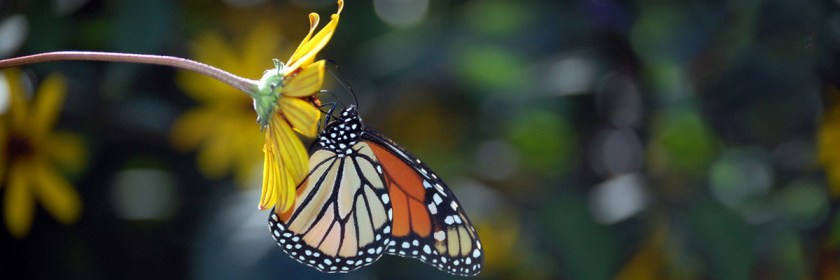 Credit: itsme_brian/Flickr/Creative Commons