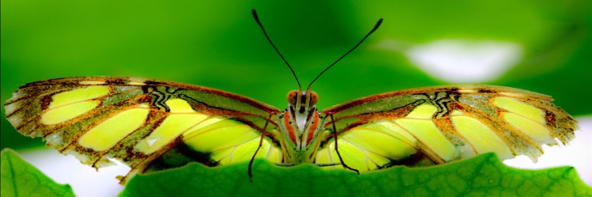 Credit: Ron de Boom/Flickr/Creative Commons