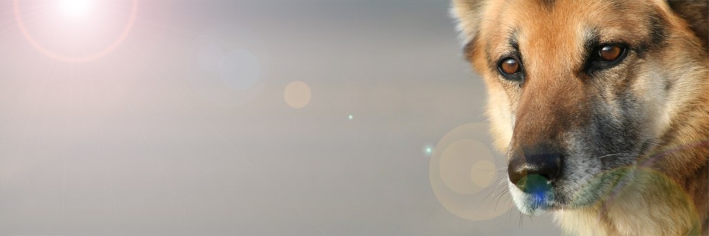 What do the remains of two dead dogs tell&nbsp;us?