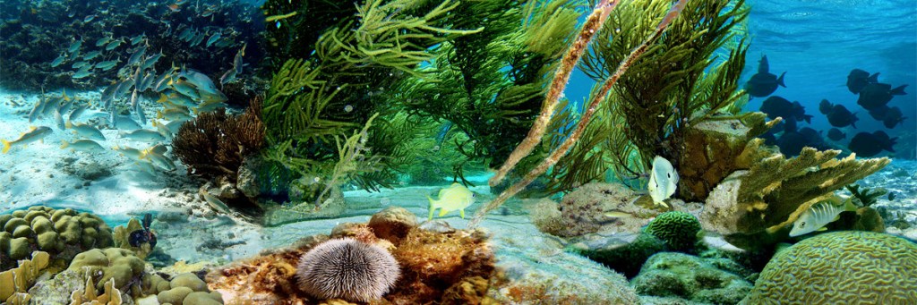 Jonah and the Mid-Atlantic&nbsp;Ridge?