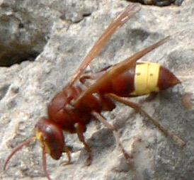 The brown area of the Oriental Hornet collects and traps the sun's light and the yellow area turns it into electricity. Credit: Kreta/Wikipedia/Creative Commons