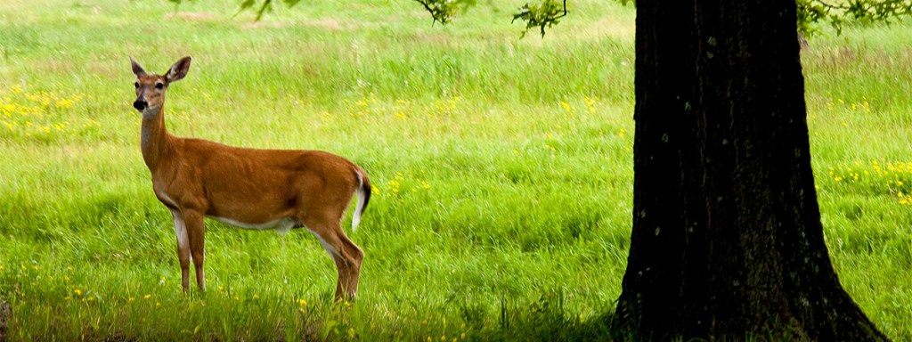 He makes my feet secure like hind’s&nbsp;feet