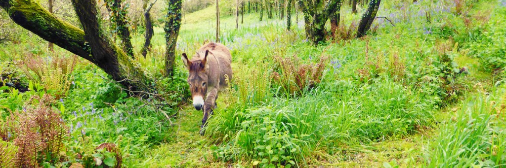 A donkey speaks again, this time about King Solomon’s copper&nbsp;mines