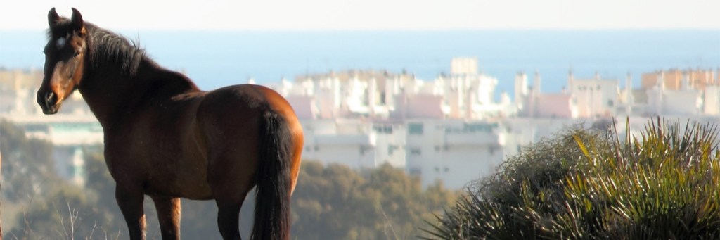 Can horses count and does it&nbsp;matter?